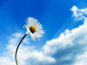 daisygaensebluemchen