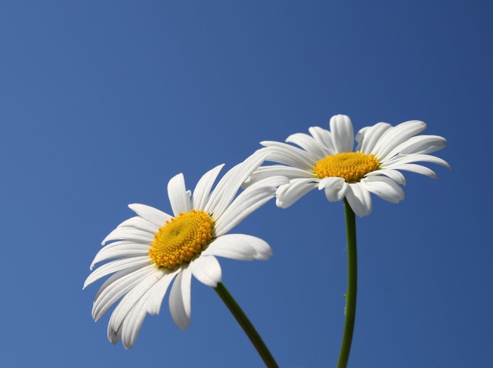 Gänseblümchen
