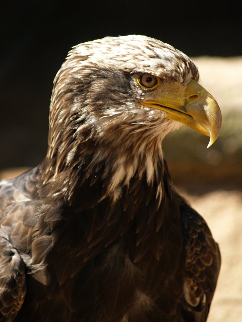 Weisskopfseeadler